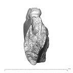 YPM PU11499 Adapis parisiensis mandible LLP3 LLP4 posterior