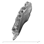 YPM PU11499 A. parisiensis mandible LLP3 LLP4