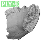 YPM PU11499 Adapis parisiensis mandible LLP3 LLP4 ply