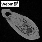 YPM PU11499 Adapis parisiensis mandible LLP3 LLP4 webm
