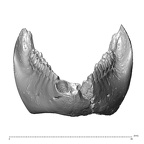 YPM PU11499 Adapis parisiensis mandible highres anterior