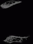 YPM PU11499 Adapis parisiensis mandible highres gif