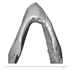 YPM PU11499 Adapis parisiensis mandible highres inferior