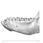 YPM PU11499 Adapis parisiensis mandible highres lateral left