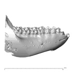 YPM PU11499 Adapis parisiensis mandible highres lateral right