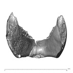 YPM PU11499 Adapis parisiensis mandible highres posterior