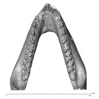 YPM PU11499 A. parisiensis mandible highres