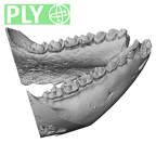 YPM PU11499 Adapis parisiensis mandible highres ply