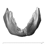 YPM PU11499 Adapis parisiensis mandible overview anterior
