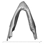 YPM PU11499 Adapis parisiensis mandible overview inferior