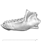 YPM PU11499 Adapis parisiensis mandible overview lateral left