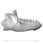 YPM PU11499 Adapis parisiensis mandible overview lateral right
