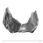 YPM PU11499 Adapis parisiensis mandible overview posterior