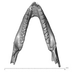 YPM PU11499 Adapis parisiensis mandible overview superior