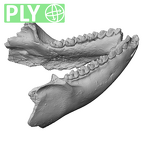 YPM PU11499 Adapis parisiensis mandible overview ply