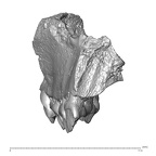 YPM PU11499 Adapis parisiensis right maxilla anterior
