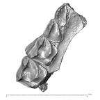 YPM PU11499 A. parisiensis right maxilla