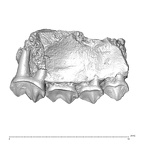 YPM PU11499 Adapis parisiensis right maxilla lateral
