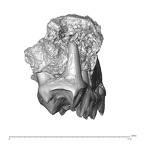 YPM PU11499 Adapis parisiensis right maxilla posterior