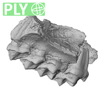 YPM PU11499 Adapis parisiensis right maxilla ply