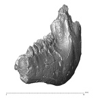 YPM PU11589 Adapis parisiensis left mandible anterior