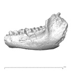 YPM PU11589 Adapis parisiensis left mandible lateral