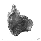 YPM PU11589 Adapis parisiensis left mandible posterior
