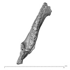 YPM PU11589 A. parisiensis left mandible