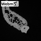 YPM PU11589 Adapis parisiensis left mandible webm
