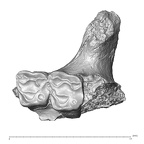 YPM PU11589 A. parisiensis left maxilla
