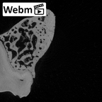 YPM PU11589 Adapis parisiensis left maxilla webm