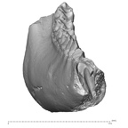 YPM PU11589 Adapis parisiensis right mandible anterior