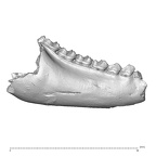 YPM PU11589 Adapis parisiensis right mandible lateral