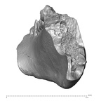 YPM PU11589 Adapis parisiensis right mandible posterior