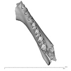 YPM PU11589 A. parisiensis right mandible