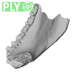 YPM PU11589 Adapis parisiensis right mandible ply