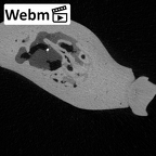 YPM PU11589 Adapis parisiensis right mandible webm