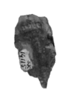 SK 14115 Paranthropus robustus tooth fragment