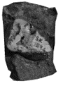 SK 1594 Paranthropus robustus URM1