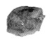 SK 24628 Paranthropus robustus tooth fragment
