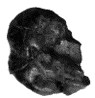 SK 24629 Paranthropus robustus ULM1