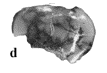 SK 24630 Paranthropus robustus ULP4