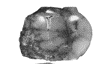 SK 24631 Paranthropus robustus ULP3