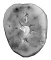 SK 840 Paranthropus robustus LLM3