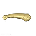 TM1517i_Cercopithecidae_foot_proximal_phalanx_lateral1.png