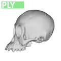 MFN_83501_Pongo_pygmaeus_cranium_infant.ply
