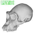 SMF-PA-PC-50_cranium_ply.ply