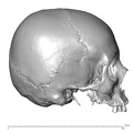 NGA88_SK1130_Homo_sapiens_cranium_lateral.jpg
