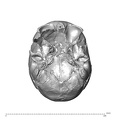 NGA88_SK1222_Homo_sapiens_cranium_inferior.jpg