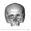 NGA88_SK750_Homo_sapiens_cranium_anterior.jpg